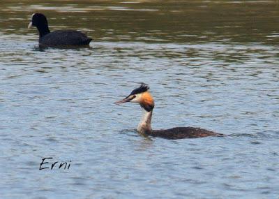 LA CARGA DE LOS SOMORMUJOS