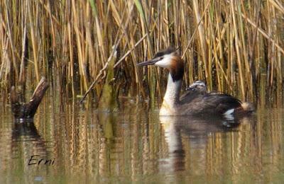 LA CARGA DE LOS SOMORMUJOS
