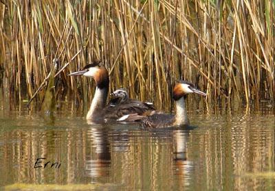 LA CARGA DE LOS SOMORMUJOS