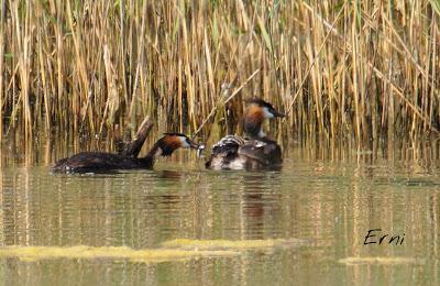 LA CARGA DE LOS SOMORMUJOS