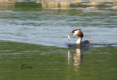 LA CARGA DE LOS SOMORMUJOS