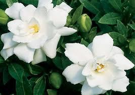 TODO ESTO TE DARÉ TODO ESTO TE DARÉ