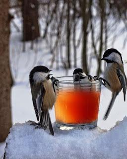 QUIERO EL NÉCTAR...