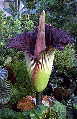 La flor cadáver, la más grande y apestosa del mundo.