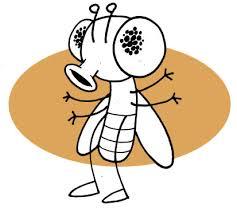 ¿Es seguro comer alimentos en los que se paró una mosca? Resultado de imagen para mosca