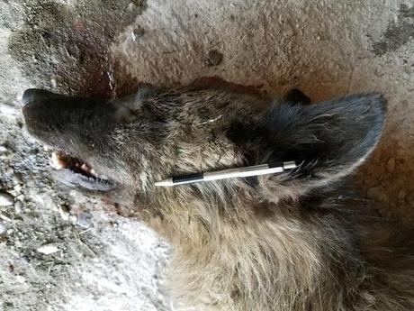 Criatura Canid disparó cerca de Denton