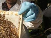 Alemania auge apicultura urbana