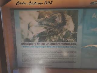 Visita a Tiberio, el quebrantahuesos.