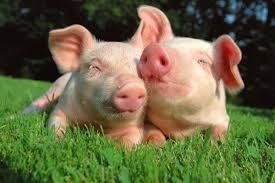 Científicos logran mantener con vida cerebros de cerdos decapitados. Científicos logran mantener con vida cerebros de cerdos decapitados.