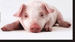 Científicos logran mantener con vida cerebros de cerdos decapitados. Científicos logran mantener con vida cerebros de cerdos decapitados.