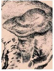 De acuerdo con los científicos, sólo el 1% de la población puede resolver este enigma sin ayuda acertijo