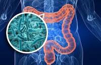 Relacionan a las Bacterias Intestinales con las Respuestas Antitumorales