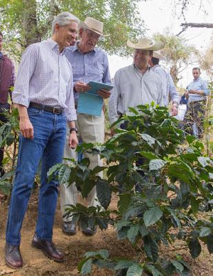 BUSCA EDOMÉX OBTENER DENOMINACIÓN DE ORIGEN DE PLANTA CRIOLLA DE CAFÉ DE REGIÓN SUR