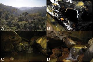 Moluscos en cuevas de Brasil