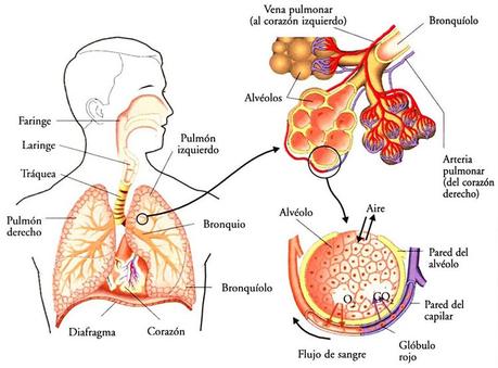 Respiración pulmonar y sistema respiratorio