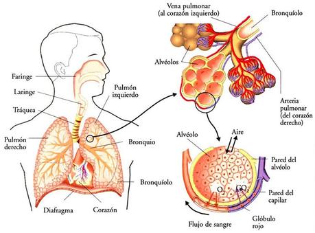 Respiración pulmonar y sistema respiratorio