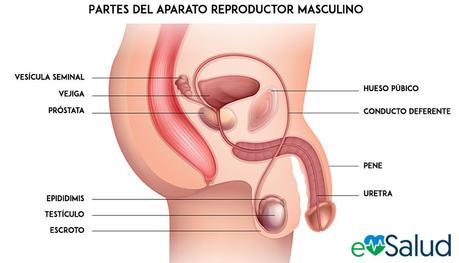 Partes del aparato reproductor masculino