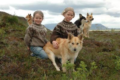 Islandia y los perros: El Pastor Islandés