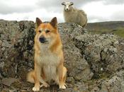 Islandia perros: Pastor Islandés