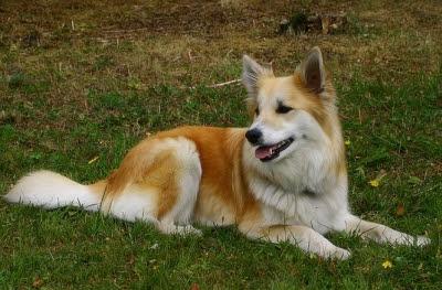 Islandia y los perros: El Pastor Islandés Islandia y los perros: El Pastor Islandés