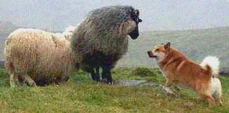 Islandia y los perros: El Pastor Islandés Islandia y los perros: El Pastor Islandés