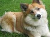 Islandia perros: prohibición 1924