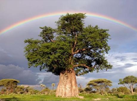 dia de los arboles Día del Árbol en diferentes Paises