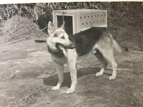 Satanás, un pastor alemán entrenado como perro explorador en