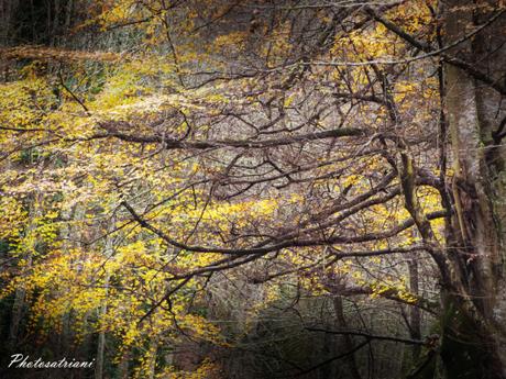 Forest Fascination