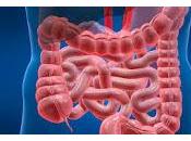 Papel Intestino Procesamiento Distribución Grasas