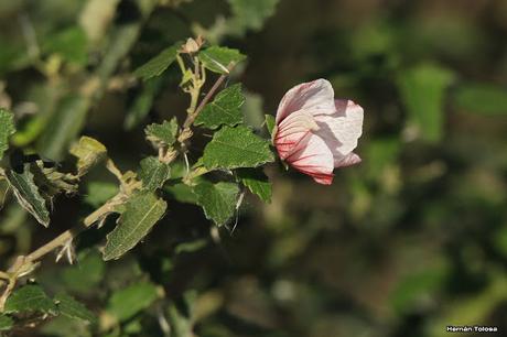 Pavonia rosada (Pavonia hastata)