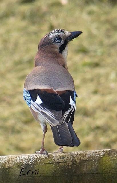 SE NOS VA MAYO CON SUS AVES