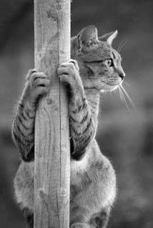 ME FIJABA EN TUS DEDOS...