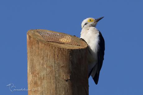 Carpintero blanco (White Woodpecker) Melanerpes candidus