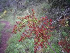 Una tarde de este mayo en la ribera del Jarama …