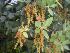 Una tarde de este mayo en la ribera del Jarama …