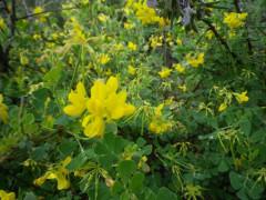Una tarde de este mayo en la ribera del Jarama …