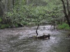 Una tarde de este mayo en la ribera del Jarama …