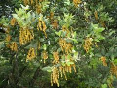 Una tarde de este mayo en la ribera del Jarama …