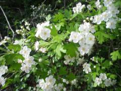 Una tarde de este mayo en la ribera del Jarama …