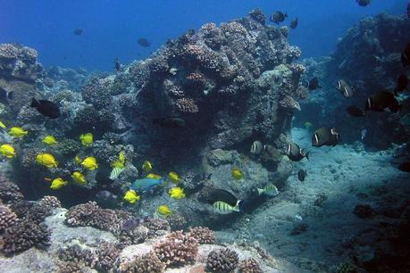 Importancia de los modelos de predicción en la restauración de poblaciones peces en los arrecifes de  Hawai.