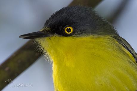 Mosqueta pico pala (Common tody-Tyrant) Todirostrum cinereum Mosqueta pico pala (Common tody-Tyrant) Todirostrum cinereum