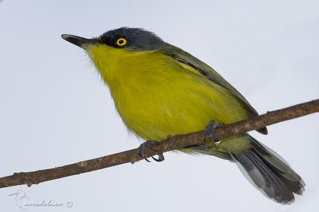 Mosqueta pico pala (Common tody-Tyrant) Todirostrum cinereum Mosqueta pico pala (Common tody-Tyrant) Todirostrum cinereum