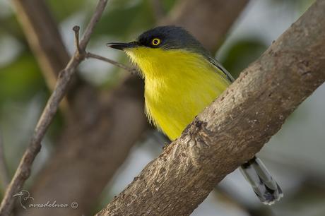 Mosqueta pico pala (Common tody-Tyrant) Todirostrum cinereum Mosqueta pico pala (Common tody-Tyrant) Todirostrum cinereum