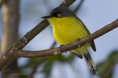 Mosqueta pico pala (Common tody-Tyrant) Todirostrum cinereum Mosqueta pico pala (Common tody-Tyrant) Todirostrum cinereum