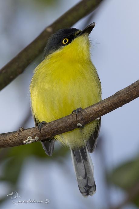 Mosqueta pico pala (Common tody-Tyrant) Todirostrum cinereum Mosqueta pico pala (Common tody-Tyrant) Todirostrum cinereum