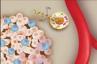 Nuevas claves para entender las metástasis del cáncer de mama