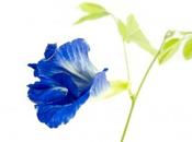 flores Bach aplicaciones