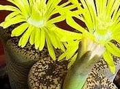 Plantas Piedra