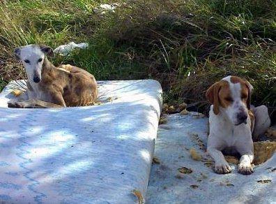 Aún estamos a tiempo de salvarlos